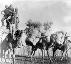 Camels with loads of goods, Wilcannia region New South Wales. Creator: Unknown.
