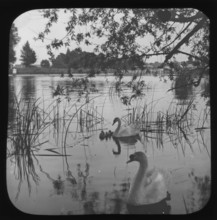 White swans and cygnets on river - unknown location. Creator: Unknown.