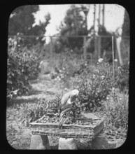 Parrot on basket - unknown location. Creator: Unknown.