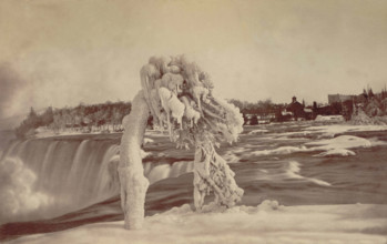 Frosted tree Luna Island. Creator: Unknown.