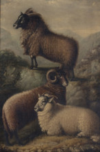 Three Welsh Sheep, 1835. Creator: William Shiels.