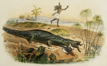 Nile crocodile attacking a child, 1856. Creator: Edouard Travies.