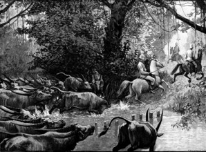 Sketches in Formosa: pursued by water-buffaloes, 1890. Creator: H. Werdmüller.