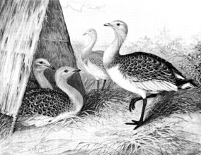 Great Bustards recently added to the Zoological Society’s Gardens, 1890. Creator: George Meisenbach.