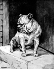 A Thing of Beauty - sketch at the Bulldog Show, 1890.  Creator: George Meisenbach.