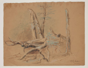 Trunks of Trees and Foliage, between 1820 and 1848. Creator: Thomas Cole.