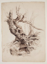 Gnarled Tree Trunk, c1826. Creator: Thomas Cole.