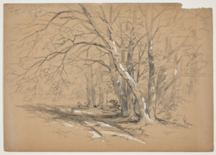Woodland Trees, 19th century. Creator: John William Casilear.