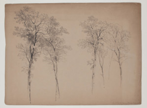 Trees in the Catskill Mountains, June 14, 1856, 1856. Creator: John William Casilear.