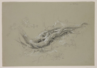 Trunks of Trees, between 1840 and 1845. Creator: Thomas Cole.