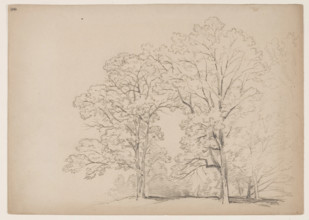 Grove of Trees, between 1831 and 1893. Creator: John William Casilear.