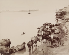 Water Buffalo in the Nile, 19th century. Creator: Zangaki.