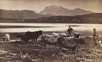 Highland Cattle, between 1870 and 1880. Creator: George Washington Wilson.
