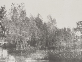 A Marsh, c1852. Creator: Adalbert Cuvelier.