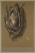 Gull, c1940. Creator: Marsden Hartley.