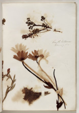 Plants from the Coliseum, February 1832, 1832. Creator: Thomas Cole.