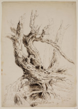 Gnarled Tree Trunk, c1826. Creator: Thomas Cole.