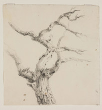 Branches of a Tree, c1830s. Creator: Thomas Cole.