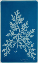 Fern from the "Hatton Album", between 1840 and 1859. Creator: Unknown.