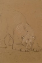 Study of a  Bear, 1900-1910. Creator: John MacAllan Swan.