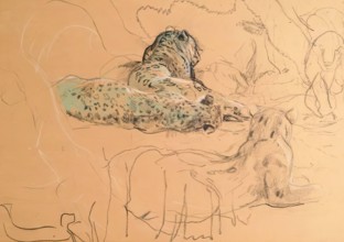 Leopard. Creator: John MacAllan Swan.