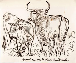 Aberdeen Ox and Shorthorned Bull, 1825-1839. Creator: James Howe.
