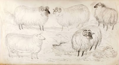 A Flock of Five Sheep, 1825-1839. Creator: James Howe.