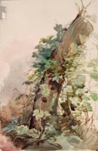 Ivy Covered Tree Stump, c1840s. Creator: John Phillip.