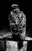 Martial Hawk Eagle, 1895. Creator: Robert Gambier Bolton.