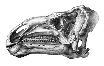 Head of Iguanodon, showing cheek-teeth adapted for chewing shoots and leaves of plants..., 1895. Creator: Unknown.