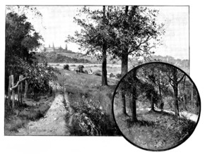 Churchyard Bottom Wood, Highgate, the spoliation of which is under discussion, 1895. Creator: George Meisenbach.