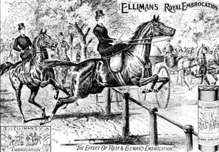 Advertisement for Elliman's Royal Embrocation, 1895. Creator: Unknown.