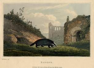 Badger, 1821. Creator: Newton Smith Limbird Fielding.