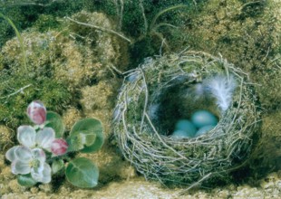 A Bird's Nest and Apple Blossom. Creator: John Sherrin.
