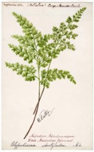 Black-Maidenhair Spleenwort (Polypodiacea Acotyledon No. 6), September 1904. Creator: William Catto.