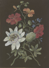 Arrangement of passionflower (Passiflora), red nasturtium (Tropaeplum), and forget-me-not... Creator: Barbara Regina Dietzsch circle.