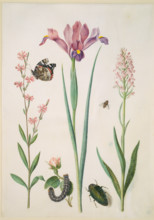 Catchfly with admiral, rose with fox moth, iris, hoverfly, jewel beetle and orchid, (after 1691?). Creator: Maria Sibylla Merian circle.