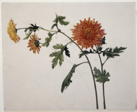 Chrysanthemums, c1817. Creator: Franz Theobald Horny.