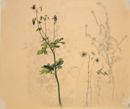 Columbine, daisy, garlic loosestrife, and lobelia, 1816. Creator: Carl Philipp Fohr.