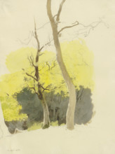 Pair of trees, a dense forest in the background, 1858. Creator: Carl Theodor Reiffenstein.