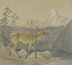 A wounded stag seeks refreshment at a mountain lake, mid-late 19th century. Creator: Johann Erdmann Gottlieb Prestel.