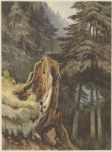 Tree stump on a slope covered with fir trees, 1833. Creator: Ludwig Daniel Philipp Schmidt.