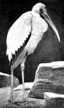 A Learned Judge (Tantalus Stork), 1898. Creator: Unknown.