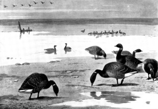 Brent Geese on the Coast, 1898. Creator: Unknown.