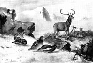 The Haunt of the Ptarmigan, 1898. Creators: Unknown, Henry Stannard.