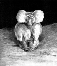 Arabian or Sacred Baboon, recently brought to this country, 1898. Creator: Unknown.
