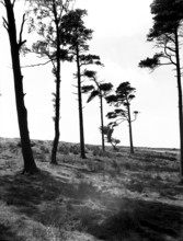 Hipswell Moor, North Riding, Yorkshire, c1955.  Creator: Arthur Charles Kirby Ware.