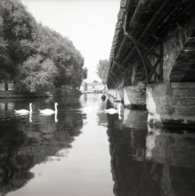 Swans on the River Avon, Stratford-upon-Avon, Warwickshire, c1955. Creator: Arthur Charles Kirby Ware.