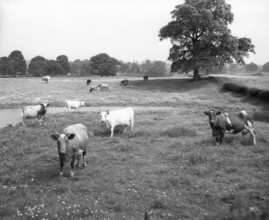Cattle, Lake District, c1955. Creator: Arthur Charles Kirby Ware.