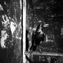 Raven, Tower of London, c1955. Creator: Arthur Charles Kirby Ware.